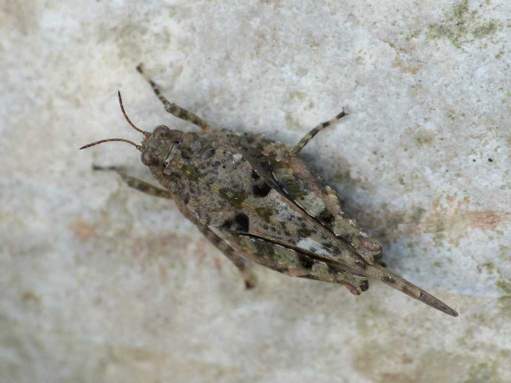 Tetrigidae - Tolfa (RM)